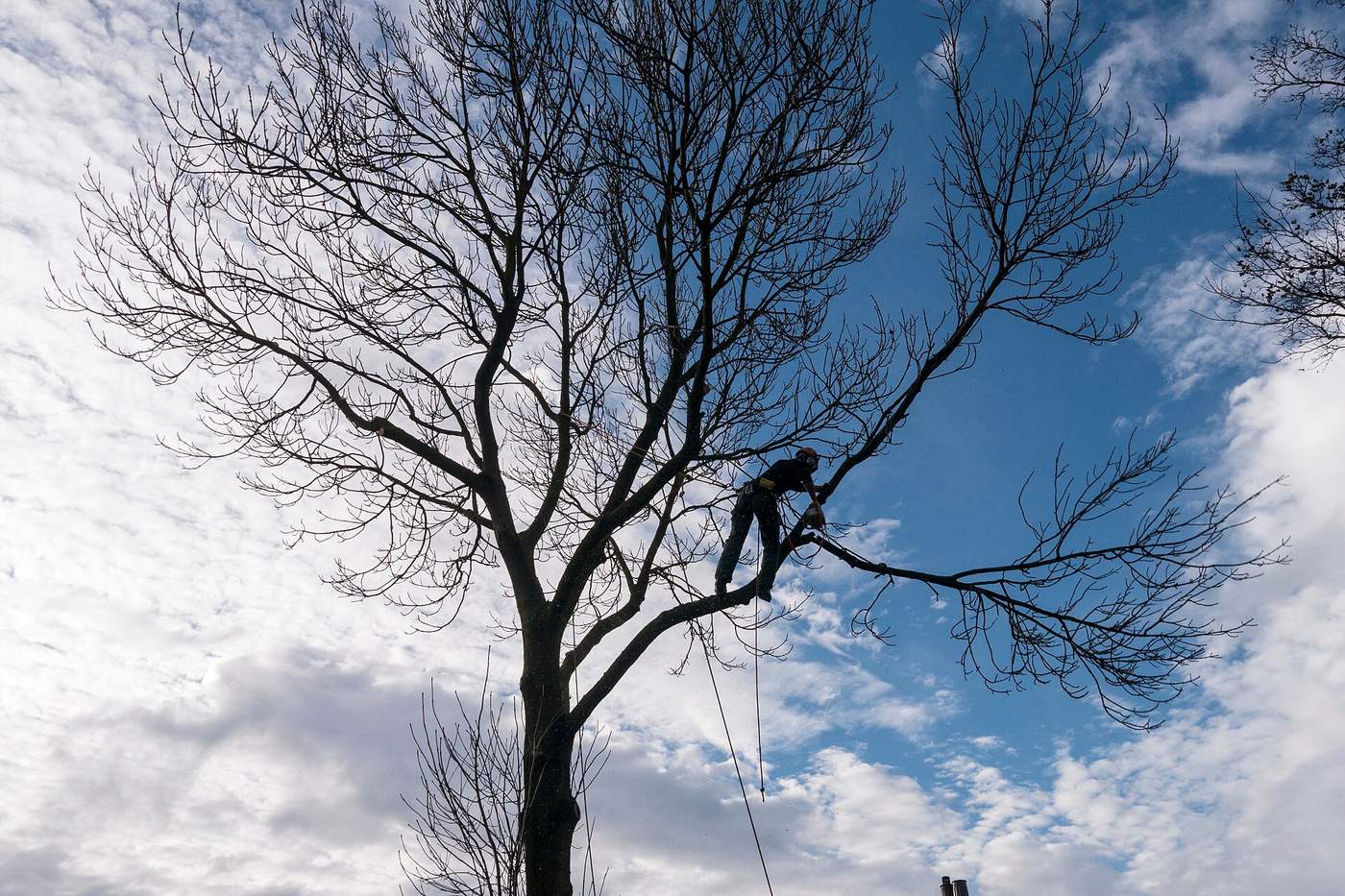 Tree surgeon silhouetted high in a bare tree against a bright sky